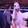 Senior Stallion Gold Champion: Shanghai EA (WH Justice X Salymah EA)