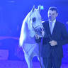 Senior Stallion Gold Champion: Shanghai EA (WH Justice X Salymah EA)