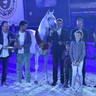 Senior Stallion Gold Champion: Shanghai EA (WH Justice X Salymah EA)