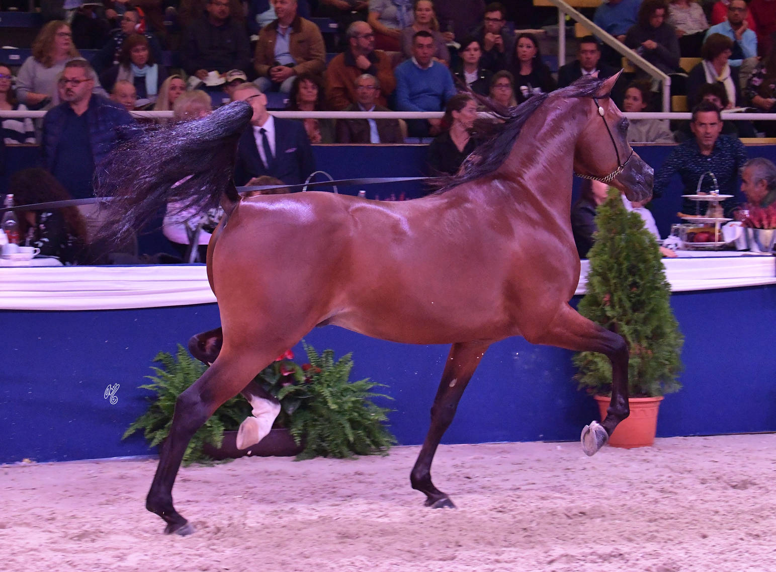 Senior Stallion Silver Champion: Shadi Al Khalediah (F Shamaal X Layan Al Khalediah)