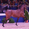 Senior Stallion Silver Champion: Shadi Al Khalediah (F Shamaal X Layan Al Khalediah)