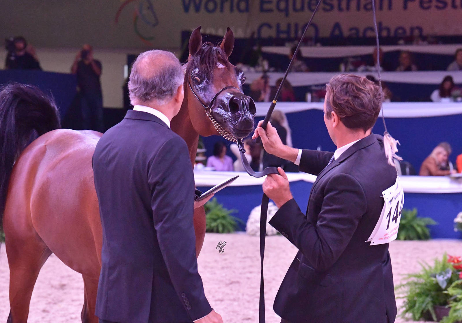 Senior Stallion Silver Champion: Shadi Al Khalediah (F Shamaal X Layan Al Khalediah)