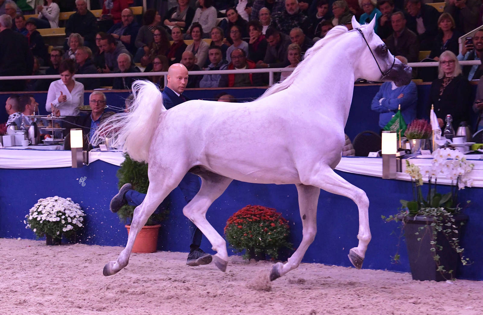 Senior Stallion Bronze Champion: Atius O (Shahim Al Nakeeb X Atia Cone)