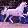 Senior Stallion Bronze Champion: Atius O (Shahim Al Nakeeb X Atia Cone)