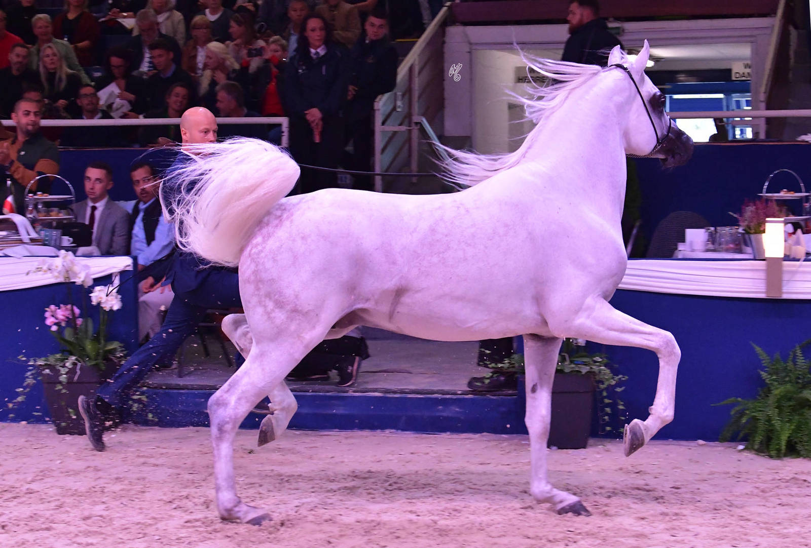 Senior Stallion Bronze Champion: Atius O (Shahim Al Nakeeb X Atia Cone)