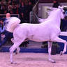 Senior Stallion Bronze Champion: Atius O (Shahim Al Nakeeb X Atia Cone)