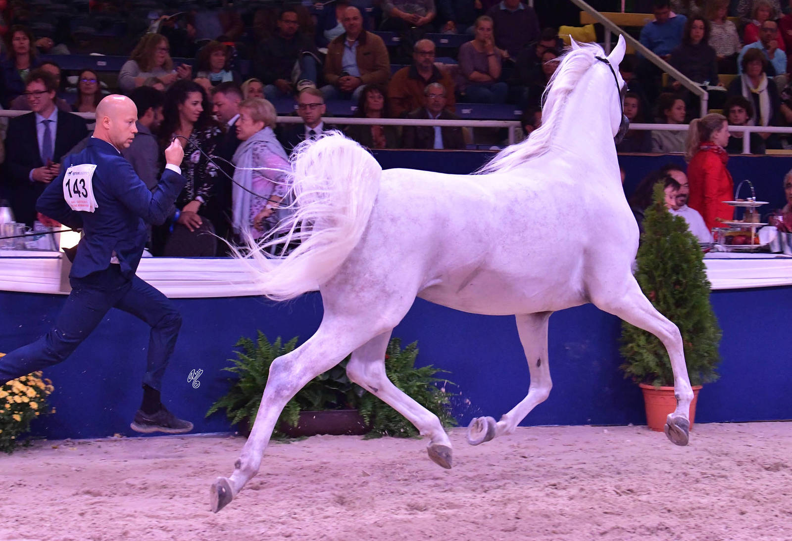 Senior Stallion Bronze Champion: Atius O (Shahim Al Nakeeb X Atia Cone)