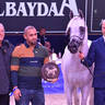 Senior Stallion Bronze Champion: Atius O (Shahim Al Nakeeb X Atia Cone)