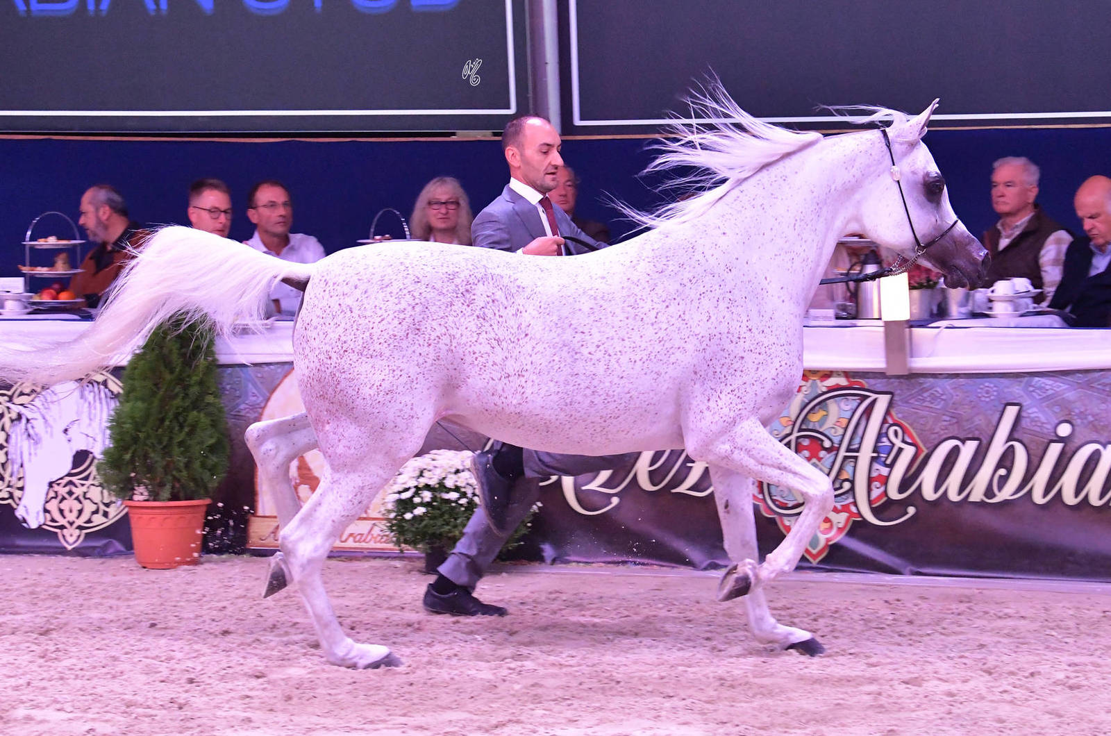 Senior Mare Gold Champion: Maisa Al Nasser (Sinan Al Rayyan X Zenubia Al Nasser)