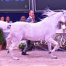 Senior Mare Gold Champion: Maisa Al Nasser (Sinan Al Rayyan X Zenubia Al Nasser)