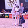 Senior Mare Gold Champion: Maisa Al Nasser (Sinan Al Rayyan X Zenubia Al Nasser)