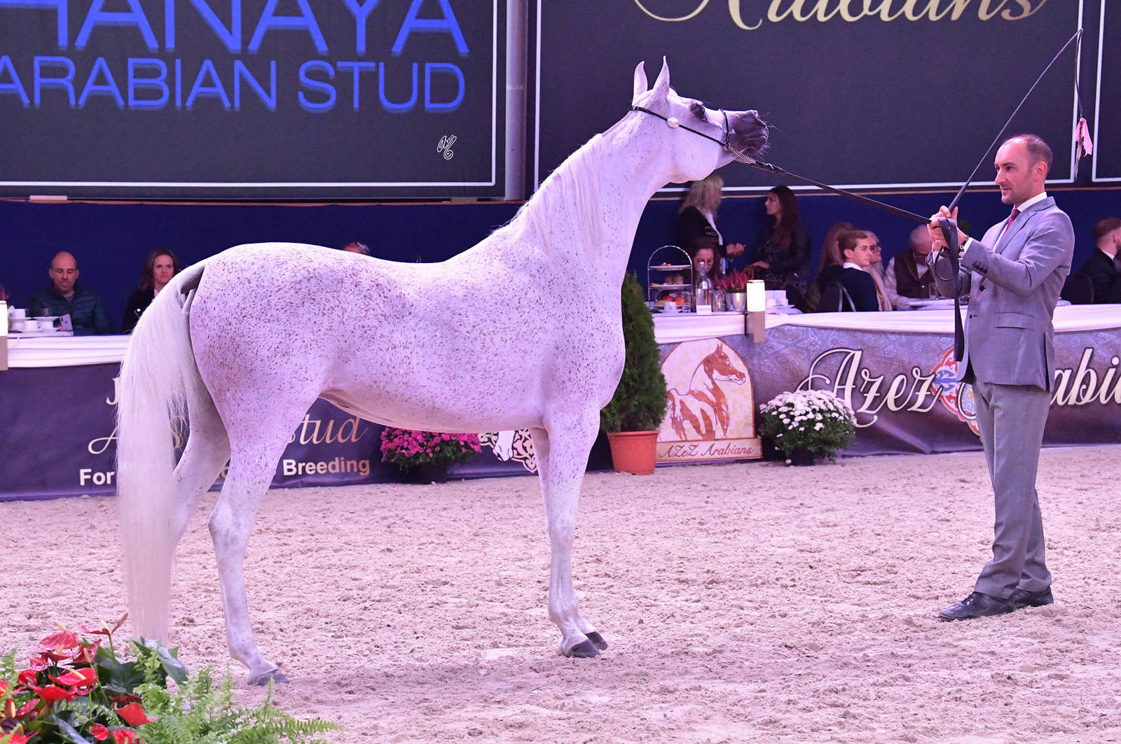 Senior Mare Gold Champion: Maisa Al Nasser (Sinan Al Rayyan X Zenubia Al Nasser)