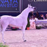 Senior Mare Gold Champion: Maisa Al Nasser (Sinan Al Rayyan X Zenubia Al Nasser)
