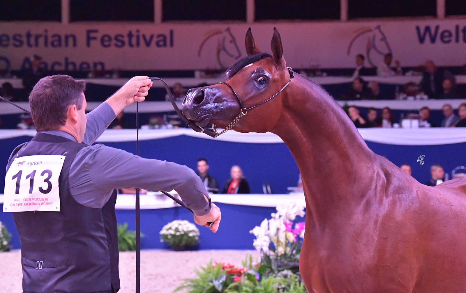 Senior Mare Silver Champion: Alsa (Kahil Al Shqab X Alameda)