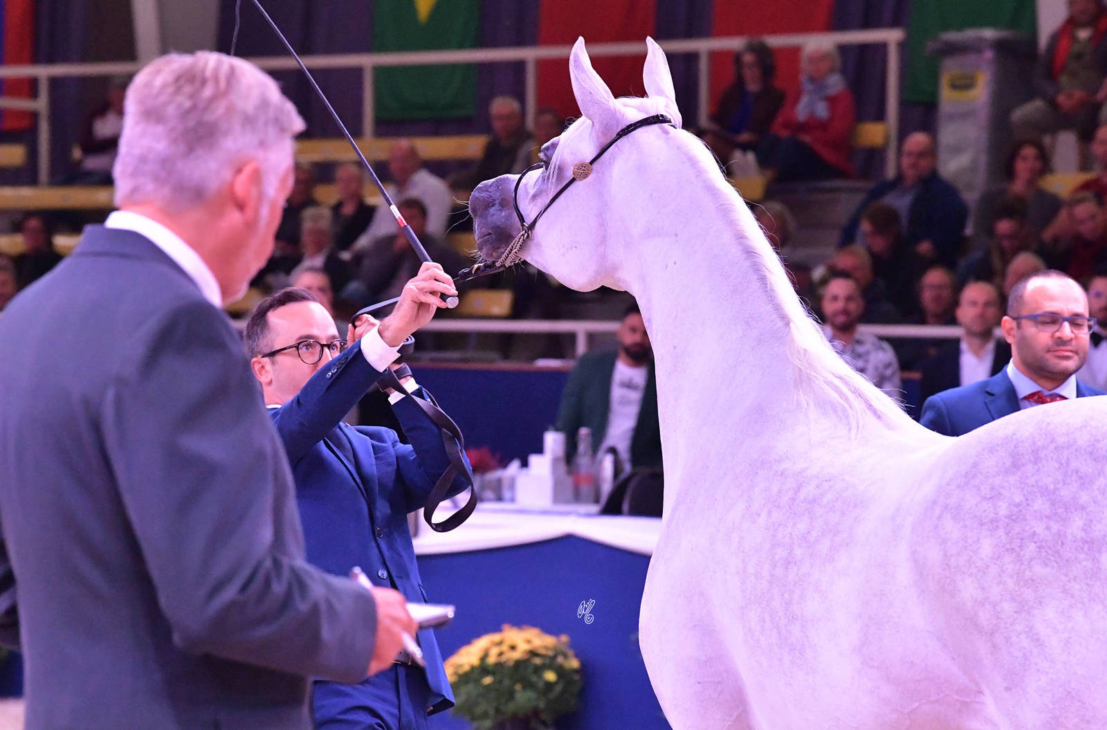 Senior Mare Bronze Champion: Wildona (Shanghai EA X Wilda)