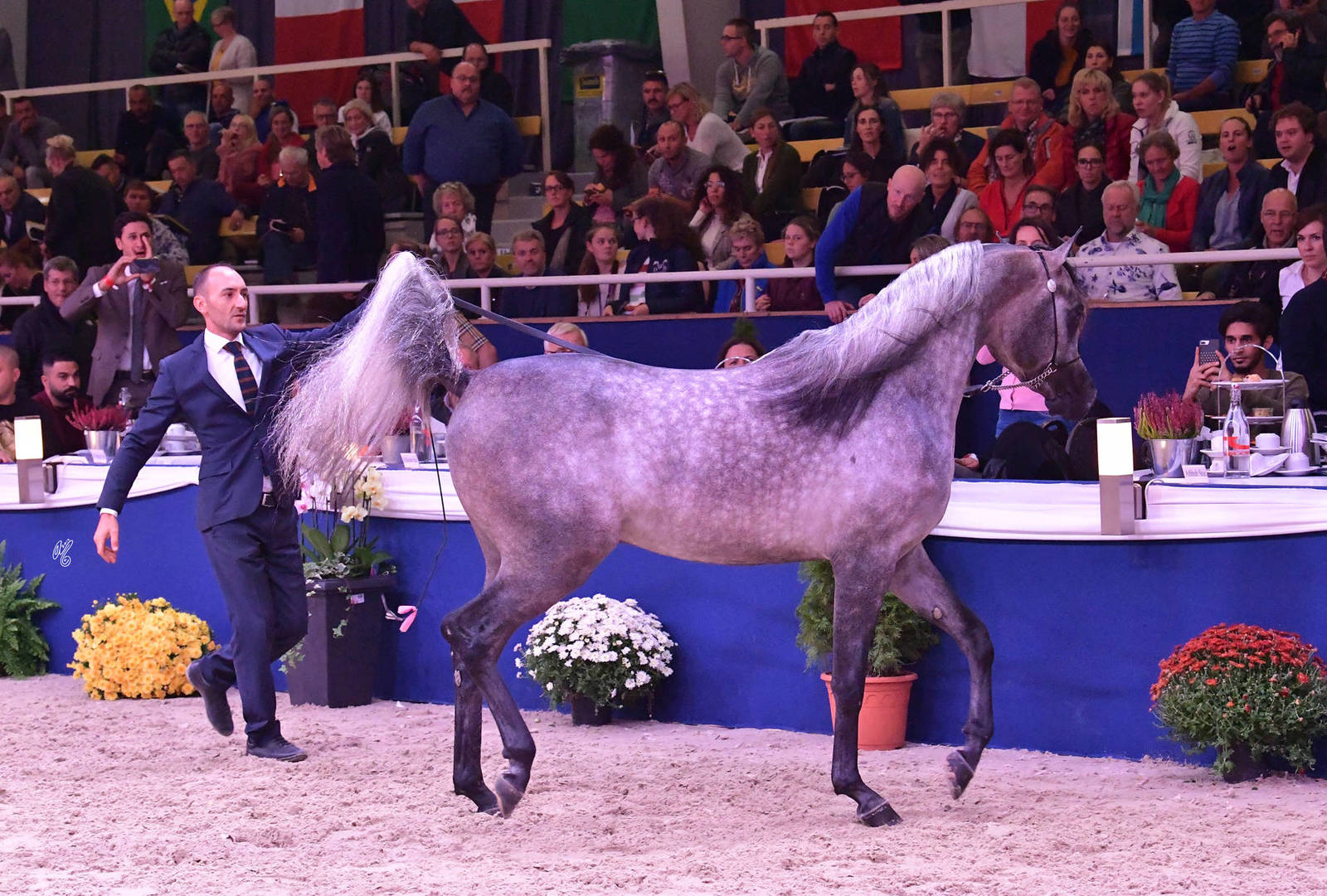 Junior Colt Gold Champion: EKS Farajj (Ibn Farid X EKS Bint Helwah)
