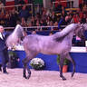 Junior Colt Gold Champion: EKS Farajj (Ibn Farid X EKS Bint Helwah)