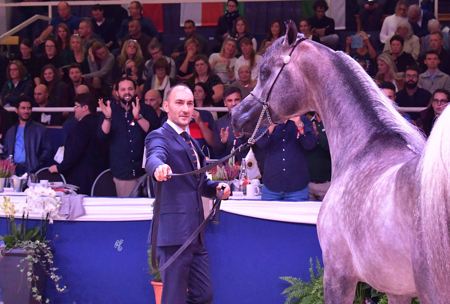 Junior Colt Gold Champion: EKS Farajj (Ibn Farid X EKS Bint Helwah)