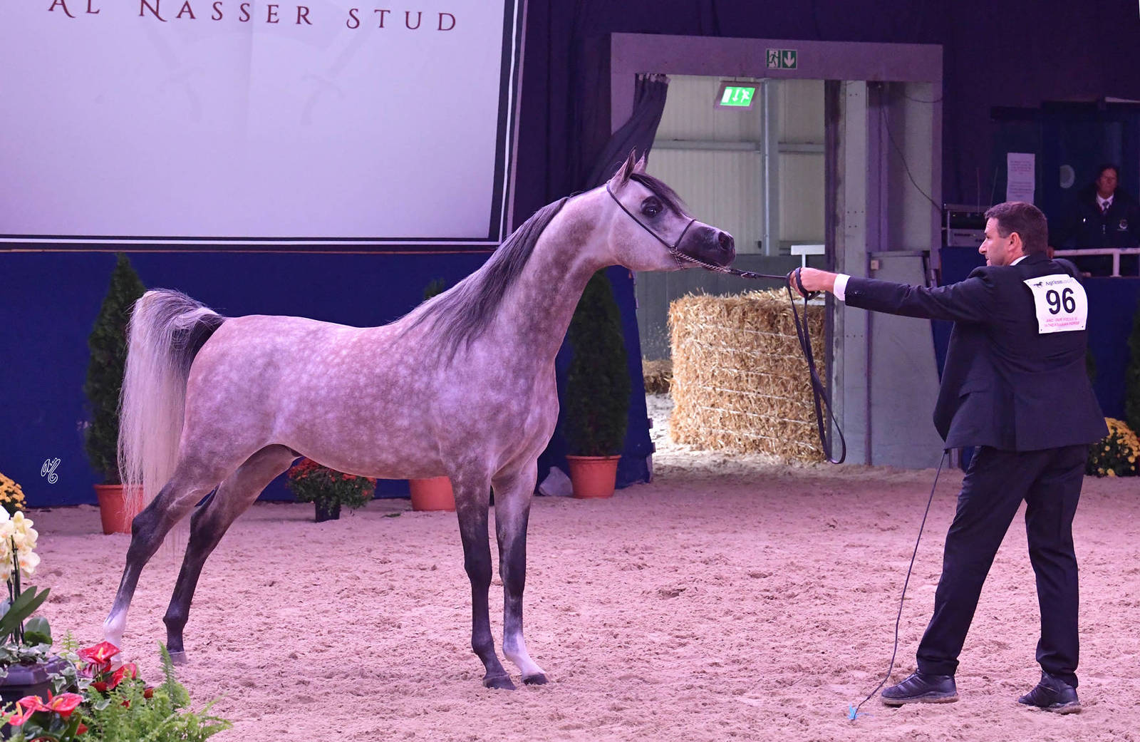 Junior Colt Silver Champion: HL El Ganador (HP Shaker TE X Lonco Bay Maria)