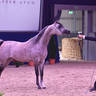 Junior Colt Silver Champion: HL El Ganador (HP Shaker TE X Lonco Bay Maria)