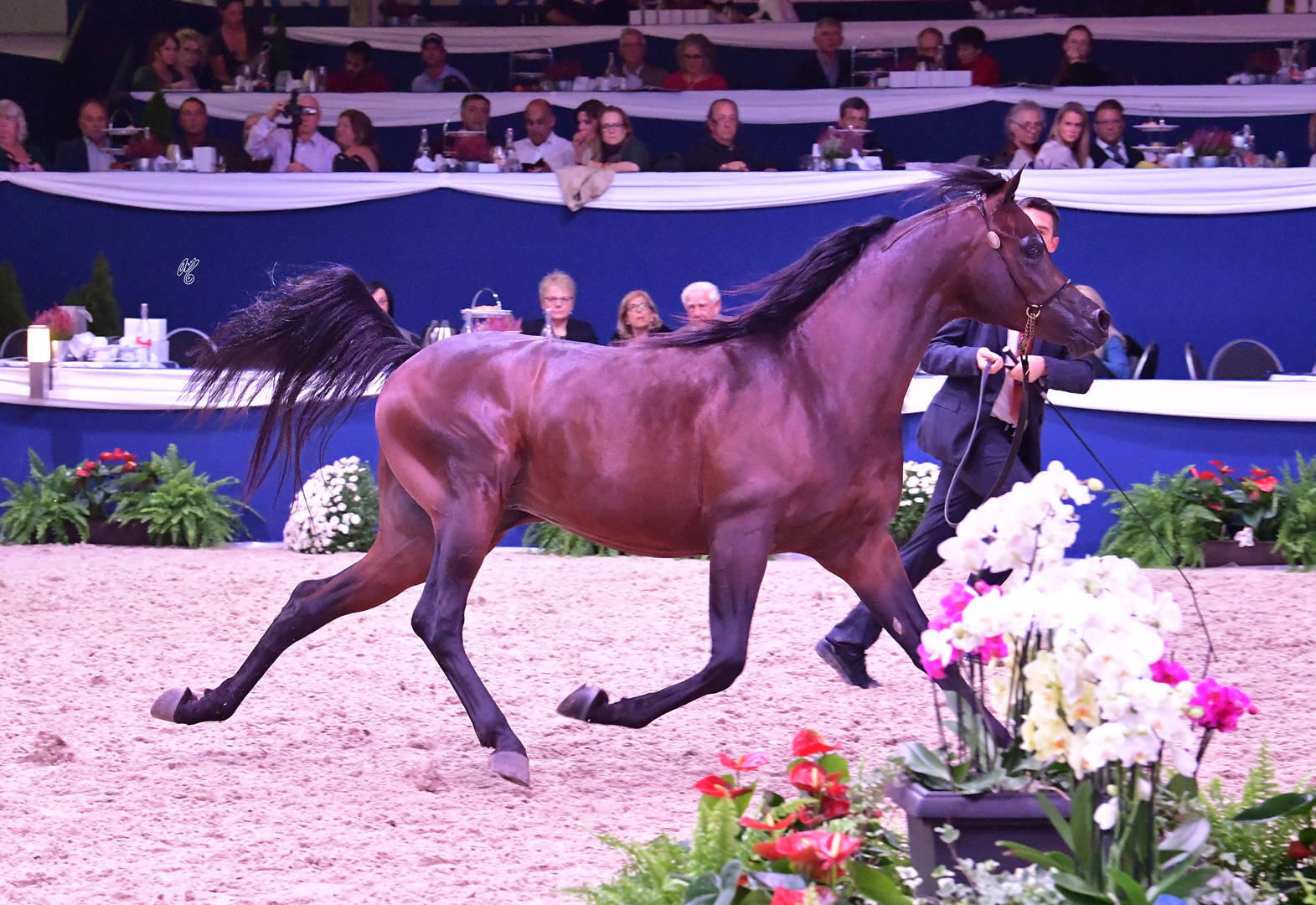 Junior Colt Bronze Champion: D Ibn Rasheem (FA El Rasheem X Angeliccah)