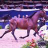 Junior Colt Bronze Champion: D Ibn Rasheem (FA El Rasheem X Angeliccah)