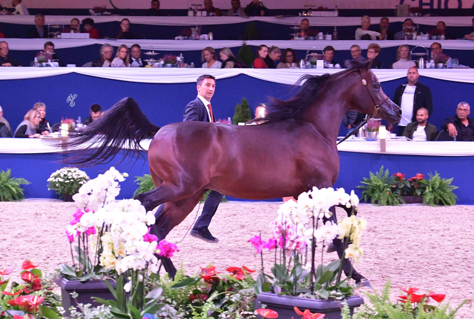 Junior Colt Bronze Champion: D Ibn Rasheem (FA El Rasheem X Angeliccah)