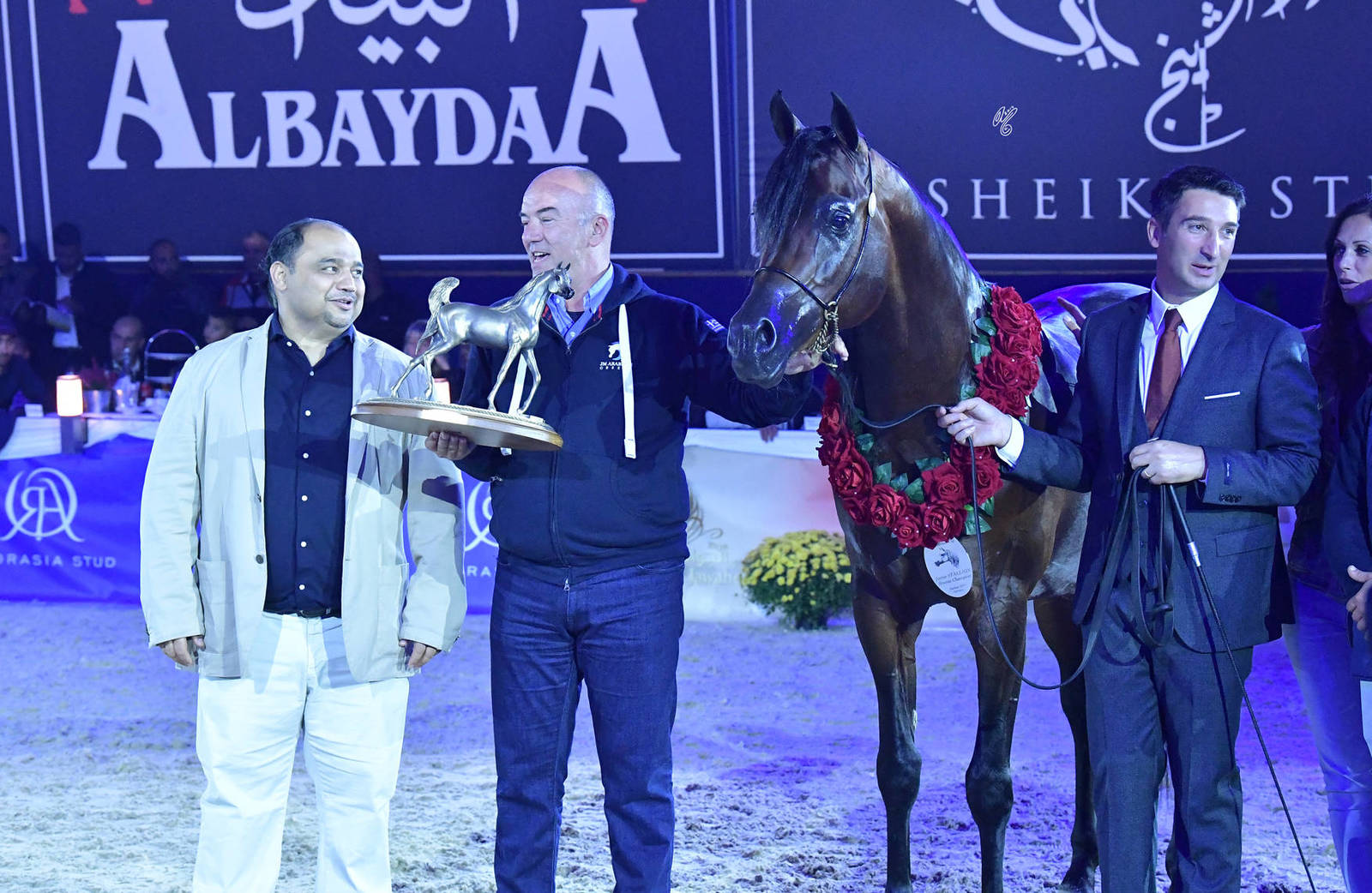 Junior Colt Bronze Champion: D Ibn Rasheem (FA El Rasheem X Angeliccah)