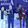 Junior Colt Bronze Champion: D Ibn Rasheem (FA El Rasheem X Angeliccah)