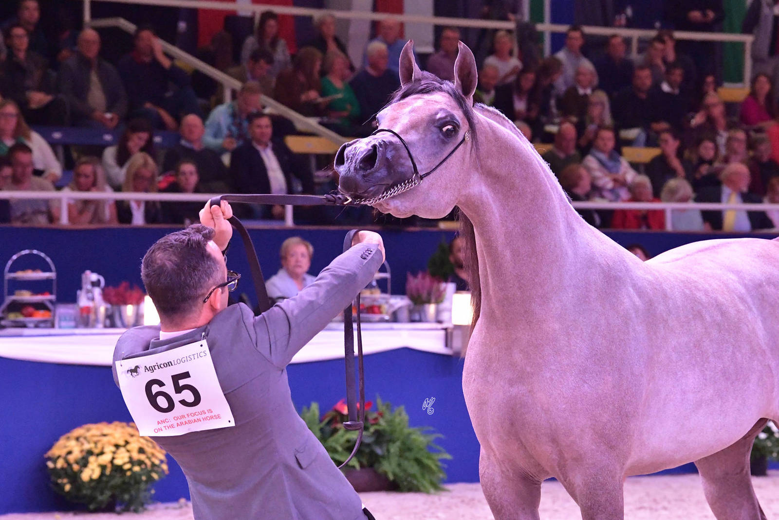 Junior Filly Gold Champion: Algamra (AJ Portofino X AVA Maryia)