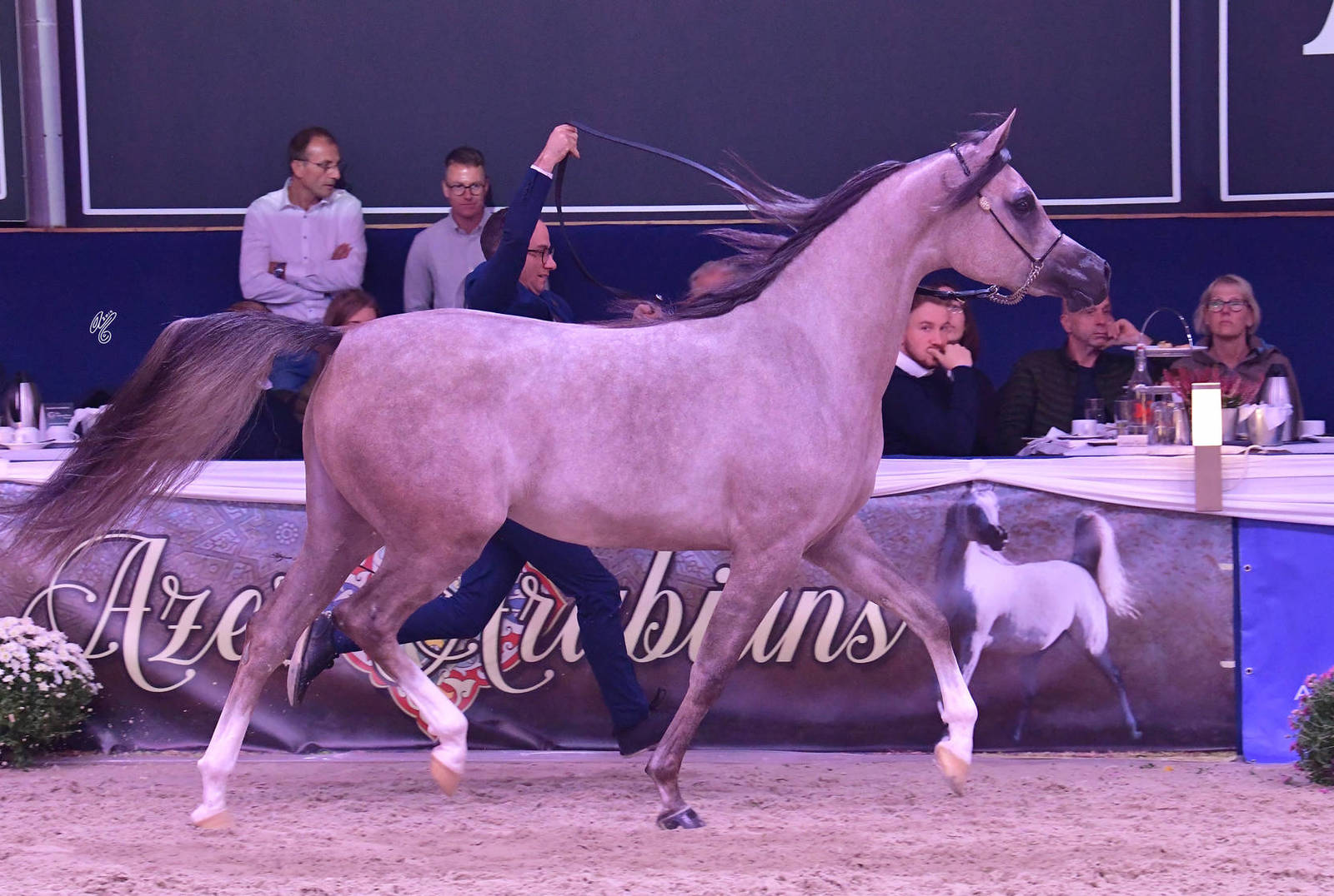 Junior Filly Gold Champion: Algamra (AJ Portofino X AVA Maryia)