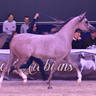 Junior Filly Gold Champion: Algamra (AJ Portofino X AVA Maryia)