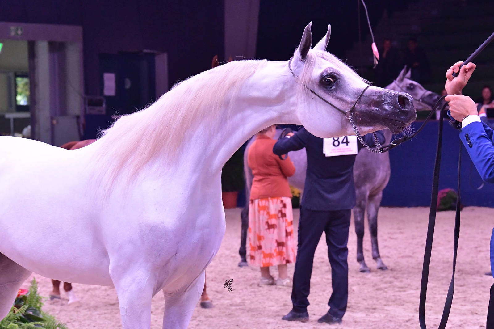 Junior Filly Silver Champion: LR ERA De Excalibur (Excalibur EA X Expected Beauty RP)