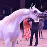 Junior Filly Silver Champion: LR ERA De Excalibur (Excalibur EA X Expected Beauty RP)