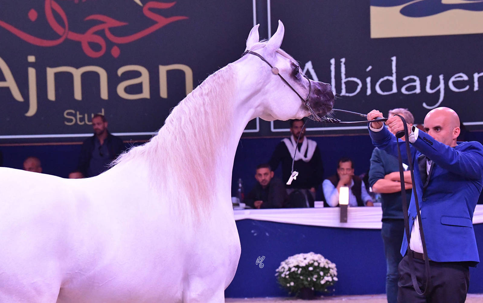 Junior Filly Silver Champion: LR ERA De Excalibur (Excalibur EA X Expected Beauty RP)
