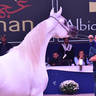 Junior Filly Silver Champion: LR ERA De Excalibur (Excalibur EA X Expected Beauty RP)