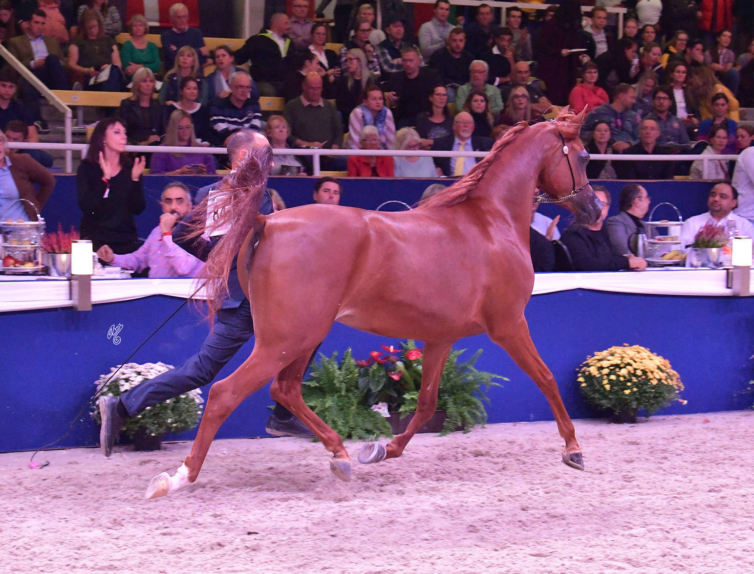 Junior Filly Bronze Champion: A Vision MI (Allegiance MI X Always Valentine MI)