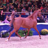 Junior Filly Bronze Champion: A Vision MI (Allegiance MI X Always Valentine MI)