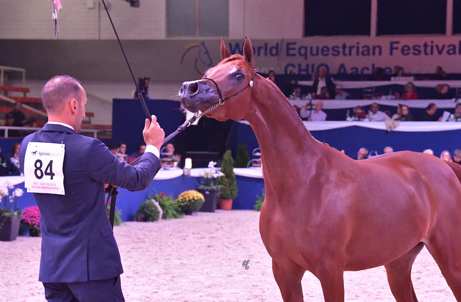 Junior Filly Bronze Champion: A Vision MI (Allegiance MI X Always Valentine MI)
