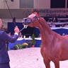 Junior Filly Bronze Champion: A Vision MI (Allegiance MI X Always Valentine MI)