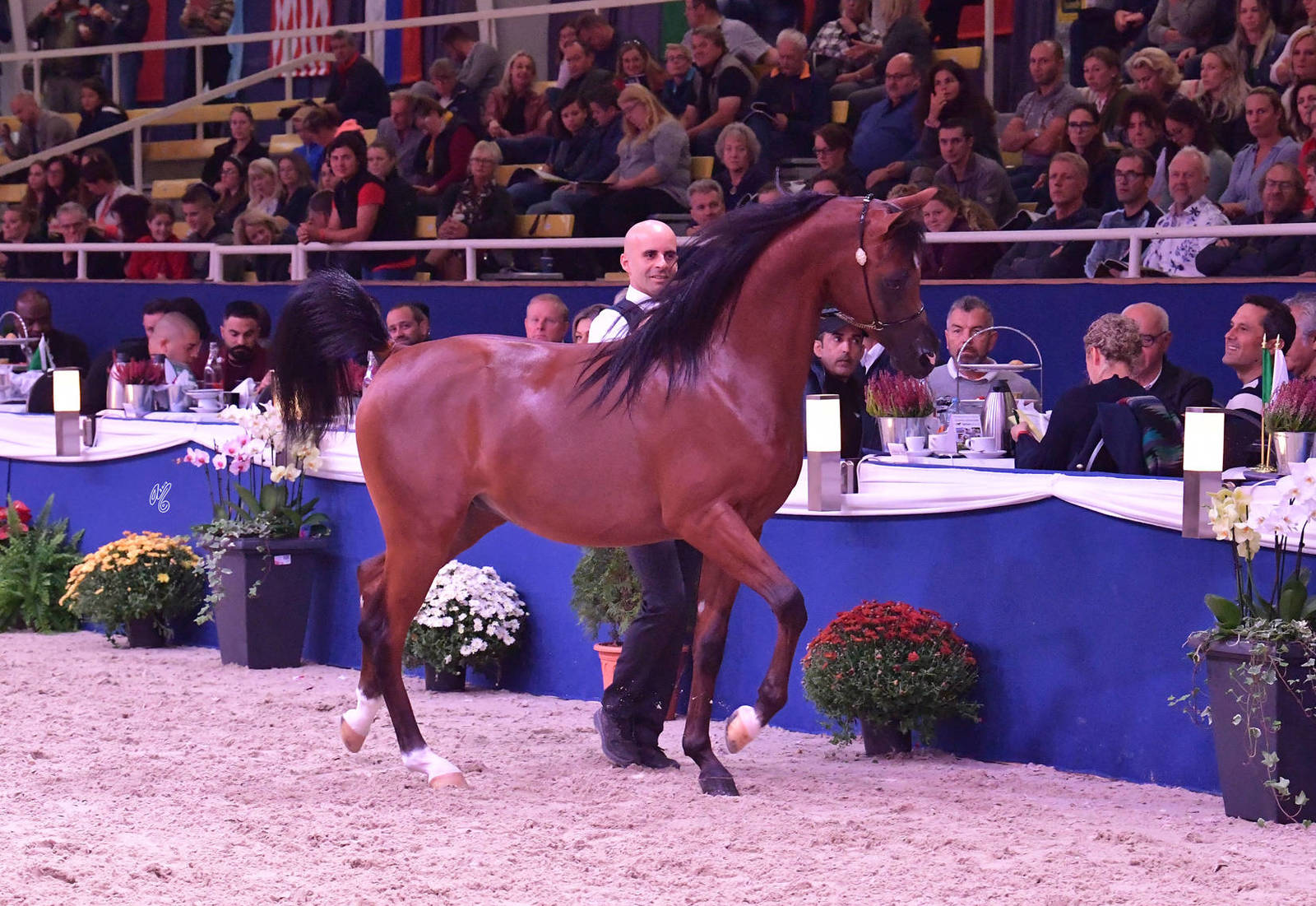 Yearling Colt Gold Champion: Dosar Alsayed (Validoro X Delight’s Divah RB)