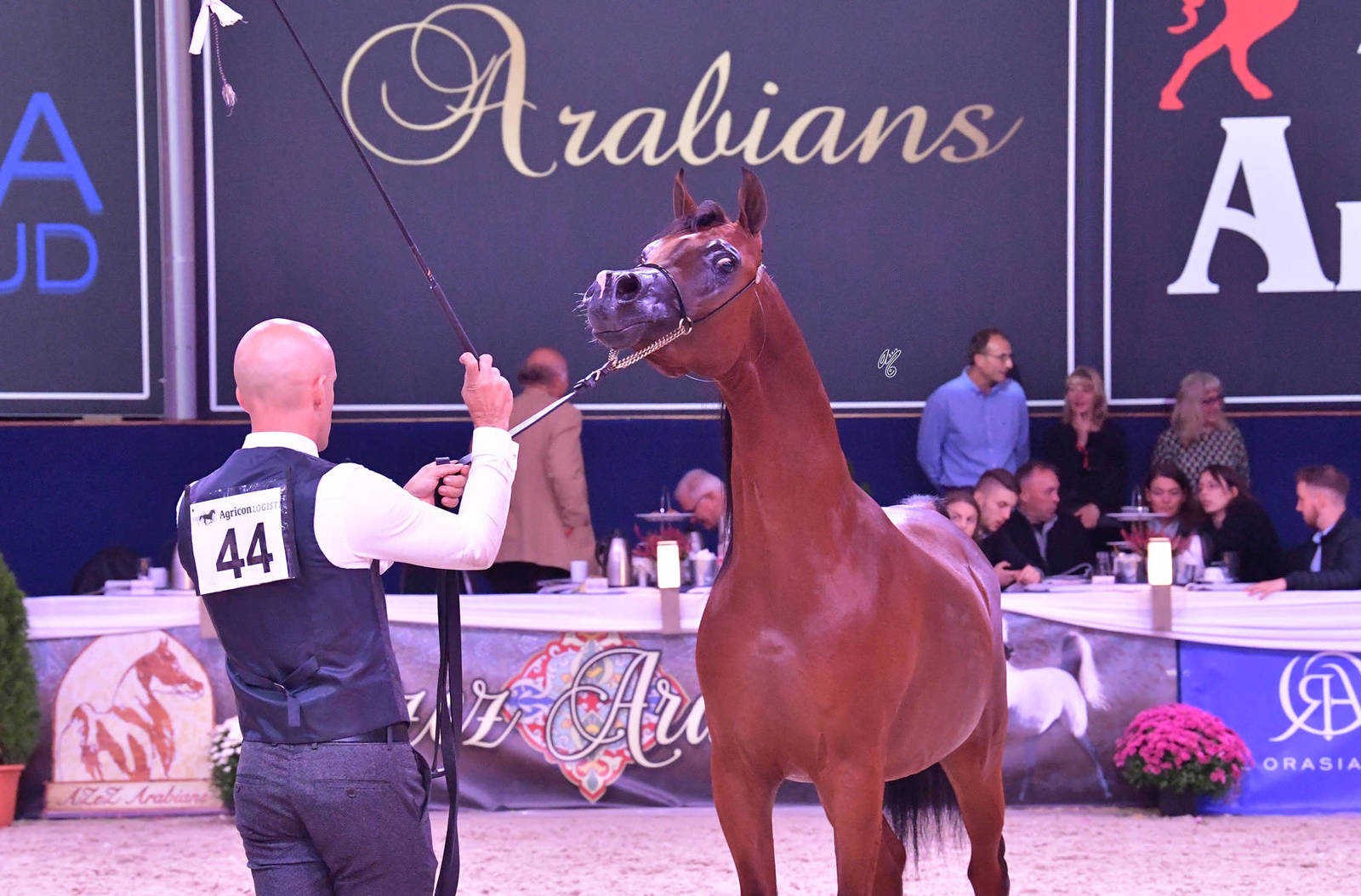 Yearling Colt Gold Champion: Dosar Alsayed (Validoro X Delight’s Divah RB)