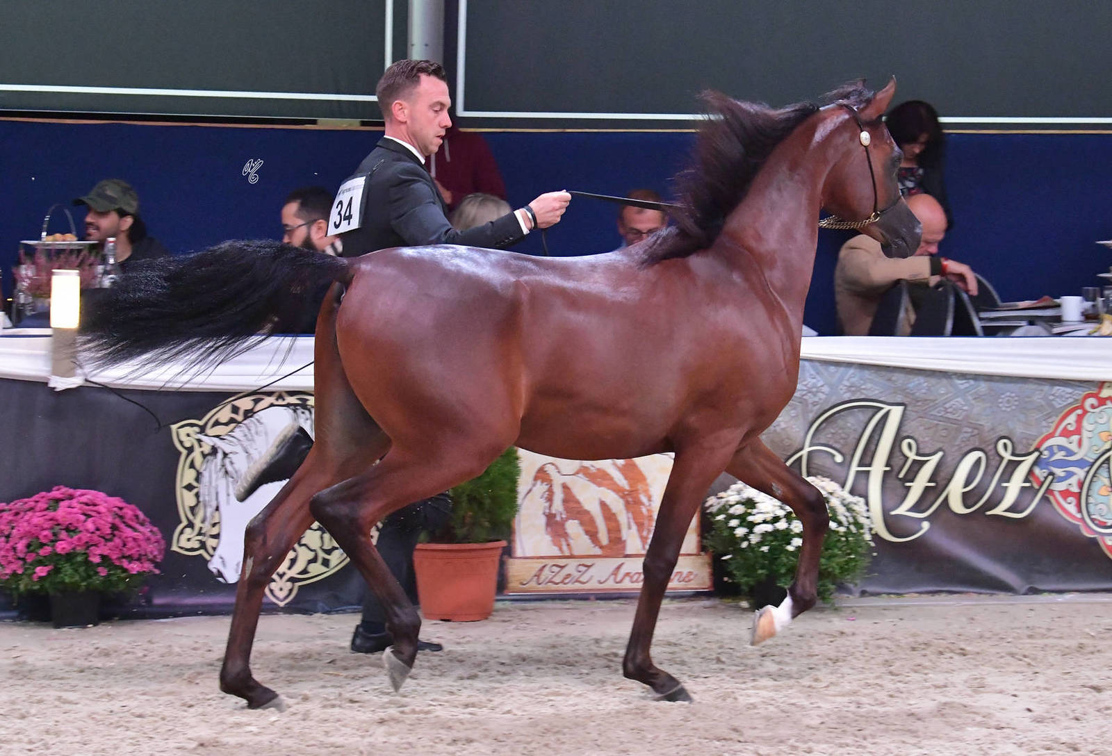 Yearling Colt Silver Champion: ELR Ferdinand (Morion X Fahrinna)