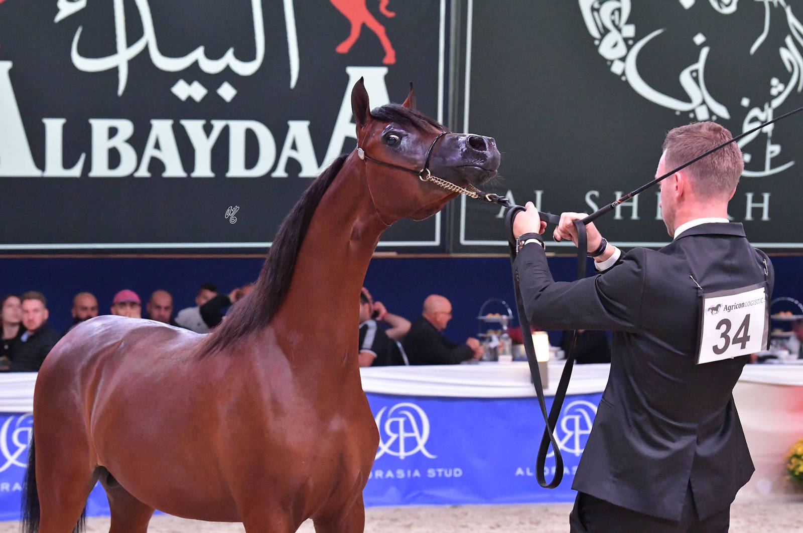 Yearling Colt Silver Champion: ELR Ferdinand (Morion X Fahrinna)