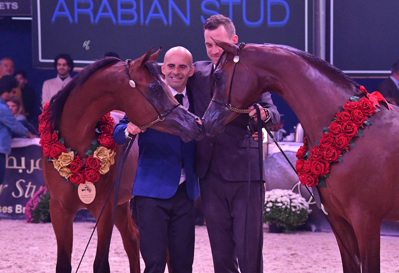 Yearling Colt Gold Champion: Dosar Alsayed (Validoro X Delight’s Divah RB)  and Yearling Colt Silver Champion: ELR Ferdinand (Morion X Fahrinna)