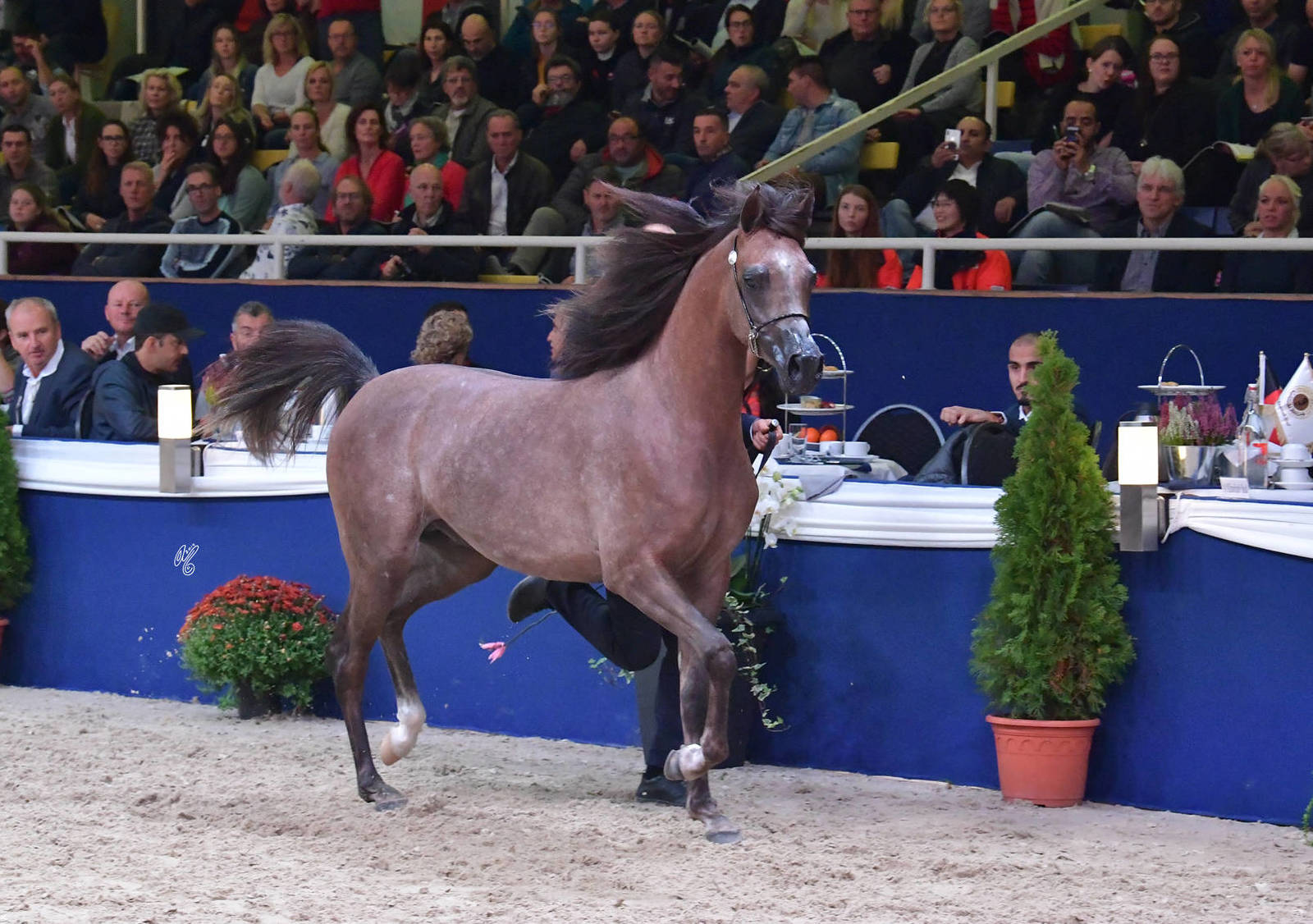 Yearling Colt Bronze Champion: Jassid K.A. (QR Marc X Joumalia De Nautiac)