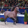 Yearling Colt Bronze Champion: Jassid K.A. (QR Marc X Joumalia De Nautiac)
