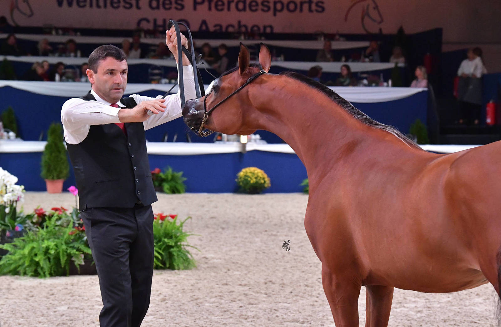 Yearling Filly Gold Champion: HDM Bella Ciao (AJ Azzam X Rahafa Al Hawajer)