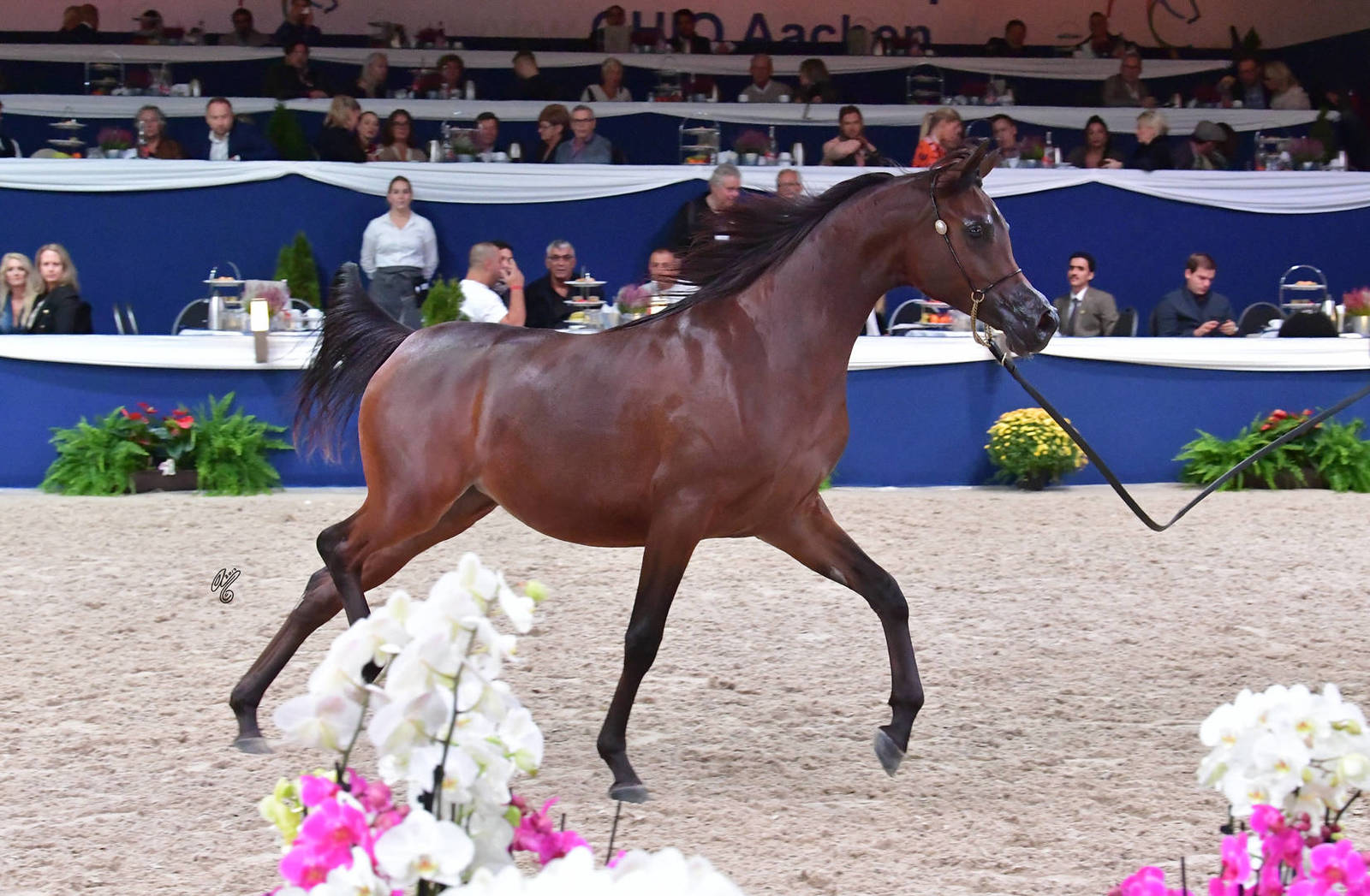 Yearling Filly Silver Champion: FAM Donatella (Dominc M X D Crystal Moon)