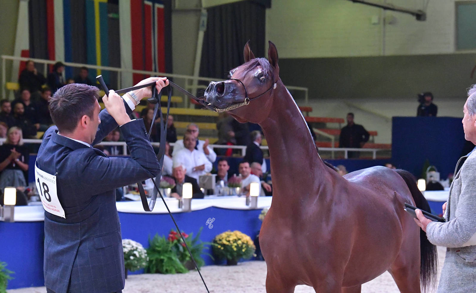 Yearling Filly Silver Champion: FAM Donatella (Dominc M X D Crystal Moon)